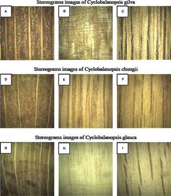 Wood identification of Cyclobalanopsis (Endl.) Oerst based on microscopic features and CTGAN-enhanced explainable machine learning models